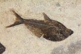Fossil Fish (Phareodus & Diplomystus) Plate - Wyoming #143998-3